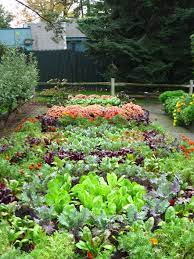 Why plant flowers for vegetable gardens? Winter Gardening Tips For March And April In New Zealand