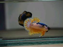 Pin By M Fuad Arifin On Fish In 2020 Fish Pet Blue Band Fish