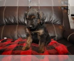 Designer puppies for sale in alabama. Puppyfinder Com Golden Shepherd Puppies Puppies For Sale And Golden Shepherd Dogs For Adoption Near Me In Alabama Usa Page 1 Displays 10