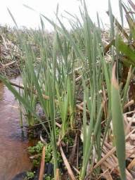 Image result for Typha capensis