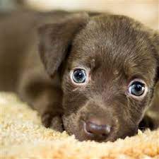 Traveling with your pet to toledo. Dogs For Adoption The Blade