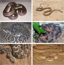Fernando madrigal (fernando madrigal gonzález, born 12 november 1991) is a mexican footballer who plays as a central defensive midfielder for mexican club querétaro. Frontiers Snakebite Envenoming Diagnosis And Diagnostics Immunology