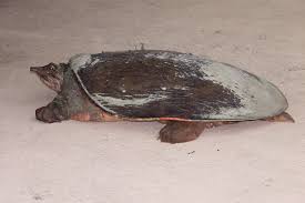 This breed is suitable for individuals who are already experienced in keeping turtles, as they do have specific requirements that could make them difficult to keep as a pet, especially if you are a beginner. Smooth Softshell Turtle Incredible Facts You Need To Know Turtlepets