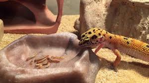 Overconsumption of waxworms can result in weight gain in your leopard gecko. Ziggy Leopard Gecko Eating Mealworms Youtube