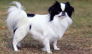10 Popular Small Long Haired Dog Breeds2 Japanese Chin Dog Japanese Chin Dog Breeds