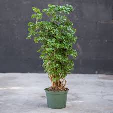 Image result for Polyscias fruticosa