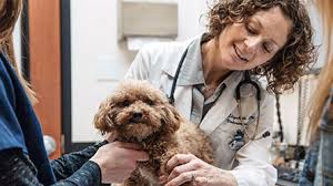 Veterinarian Jobs Working At Banfield Pet Hospital