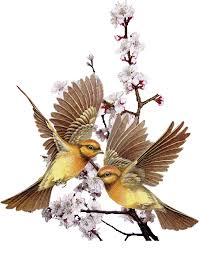 Rsultat de recherche d'images pour "image branche d'oiseaux"