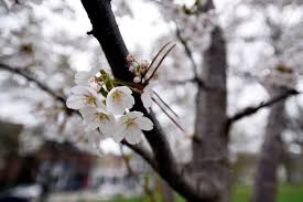 A rather loose definition is used. Where To Find Cherry Blossoms In Toronto Toronto Com