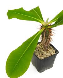 Image result for Euphorbia venteri