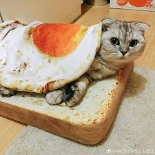 Berikut cara yang bisa dilakukan. Mamak Roti Telur 1 Roti Cara Gemukkan Kucing Facebook