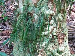 Image result for Vittaria guineensis