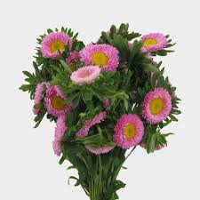 We did not find results for: Aster Flowers Blooms By The Box