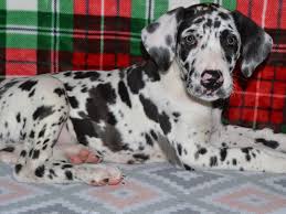 Maybe you would like to learn more about one of these? Great Dane Petland Dunwoody Puppies For Sale