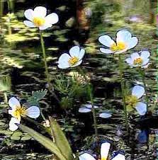 In collaborazione con treeffe cooperativa sociale. Specchi D Acqua Vitali I Giardini Acquatici Giardinaggio Piante E Fiori