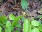 Image result for Sclerocroton cornutus