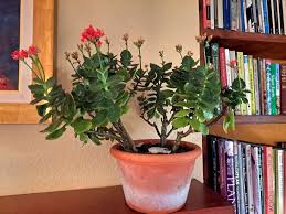 Image result for Kalanchoe blossfeldiana