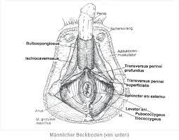 Beckenbodenschmerzen Missempfindungen Am Beckenboden Afterschmerzen Vaginismus