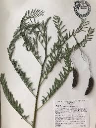 Image result for Sesbania brevipedunculata