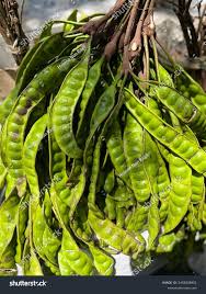 Image result for Parkia