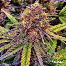 Gelato sherbet has a strong mint. Gelato 41 Von Flavour Chasers Cannabis Sorten Infos