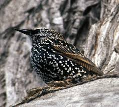All Black Bird With Black Beak Starling European Winter Feathers Black And White Bird Black Beak Orange Legs Jpg 1600 1431 Black And White Birds Starling White Bird