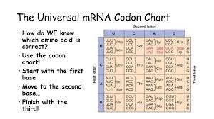 mutations ppt video online download