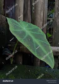 Image result for Remusatia