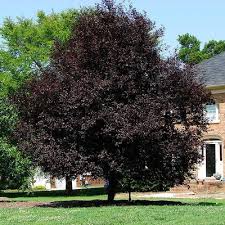 Its special quality is its colorful leaves, which are extremely dark purple, approaching black. Krauter Vesuvius Kv Flowering Plum Trees For Sale Fastgrowingtrees Com