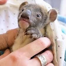 The milk that baby koalas receive from their mothers during the time in her pouch changes as they grow. Australien Sturz Vom Eukalyptus Baum Koala Baby Wird Mit Gips Aufgepappelt Stern De