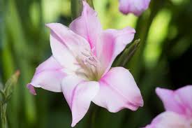 Image result for Iridaceae