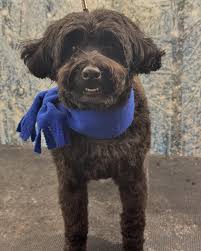 Daisy the #doodle Lou the #havapoo Chewbie the #bishonmix Felix and Luie  #shihtzu. Riley #wheatenterrier and Zsa Zsa the #yorkie #yorkshireterrier