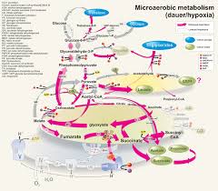 Intermediary Metabolism