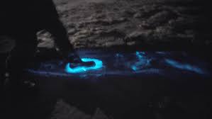 Het kan dus nog net gezien worden met het oog. Best Zeevonk 5 Mei 2018 Gifs Gfycat