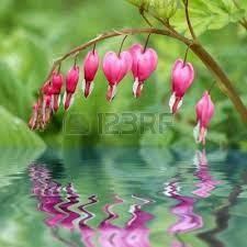 Dicentra Bleeding Heart Flower Reflecting In Water Bleeding Heart Flower Bleeding Heart Flower Heart