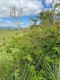 Image result for Chlorophytum krookianum