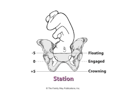Fetal Station Explained Midwifery
