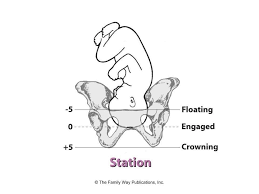 fetal station explained midwifery