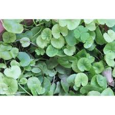Image result for Centella glabrata