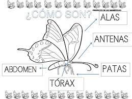 Archivo De Albumes Proyecto Mariposas Proyectos De Educacion Mariposas Infantiles Infantil Proyectos