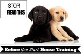 basic guide on house training puppies indoor and outdoor