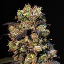 2.8 star average rating from 4 reviews. Taison Von Vip Seeds Cannabis Sorten Infos
