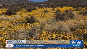 Maybe you would like to learn more about one of these? Why You Will Not See Poppies In El Paso This Spring Youtube