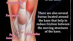 The largest tendon in the knee is the patellar tendon which covers the kneecap runs up the thigh and attaches to the quadriceps. Anatomy Structures Of The Knee Knee Pain Everything You Need To Know Dr Nabil Ebraheim Youtube