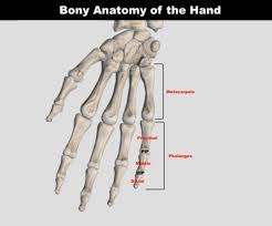 Flexor zone ii is defined as the region spanning the proximal aspect of the a1 pulley to the insertion of the flexor digitorum superficialis (fds) tendon. Pulley Injuries Explained Part 1 Grassroots Physical Therapy