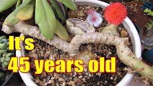 Image result for Kleinia schweinfurthii