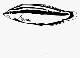 Check spelling or type a new query. Tropical Fish Coloring Page Wrasses Hd Png Download Kindpng