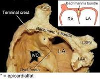 Image result