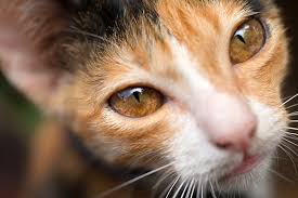 Are Cats Color Blind Are They Nearsighted Or Farsighted Can They See In The Dark Read On And Find Out Some Fun Facts About Cat Cat Eye Colors Cat Facts Cats