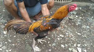 Bentuk kaki ayam yang mempunyai pukulan keras harus terlihat menekuk dan bukan lurus/sejajar dengan paha. Bentuk Dan Model Kaki Ayam Petarung Pukul Saraf Ko Mengenal Ciri Fisik Ayam Bangkok Pukul Syaraf Bangkokterbaik